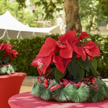 A Poinsettia Christmas at Montecasino 11