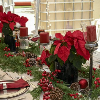 A Poinsettia Christmas at Montecasino 19